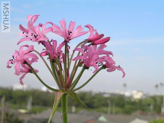 Nerine platypetala2.JPG